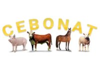 Cebonat
